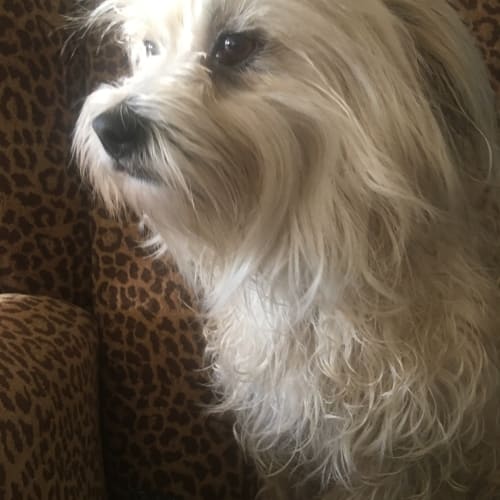 Coco the cuddly affectionate lap dog 