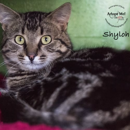 Shyloh ID33008