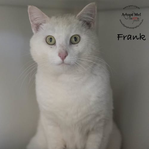 Frank ID33452