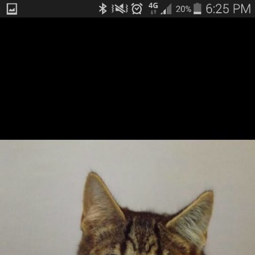 The Abandoned Bunch (Boys)