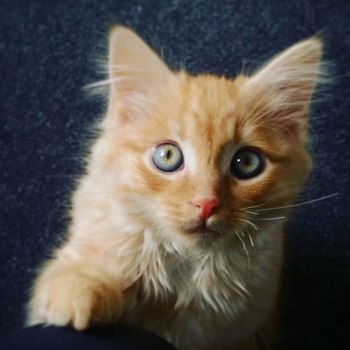 Lynx