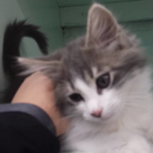 Tom Riddle (Vets on Parker Templestowe)