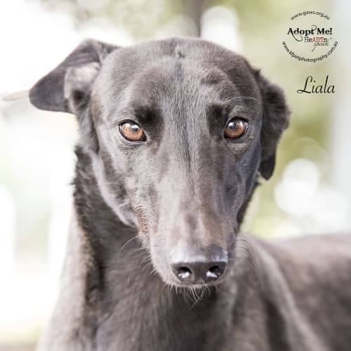 Laila ID32406