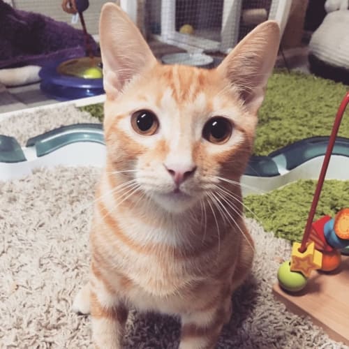 Milo