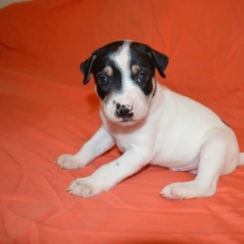 Wyatt (D3377) 