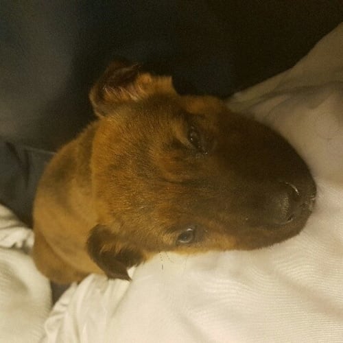 Max our tiny puppy 