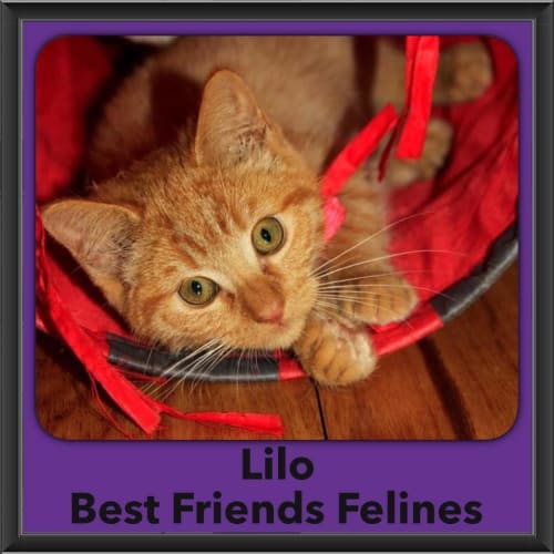Lilo