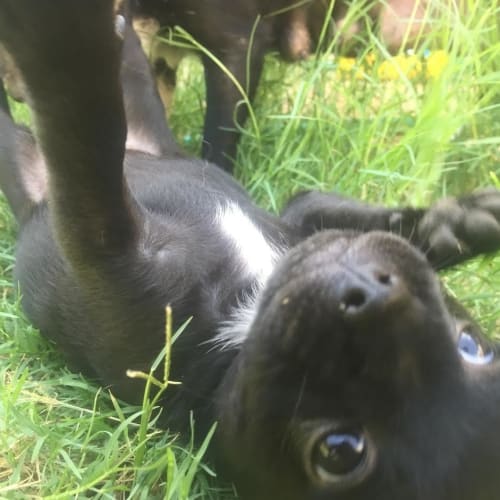 Ivy Puppy DL1337