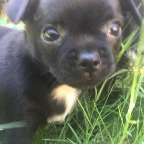 Bobbi Puppy DL1336