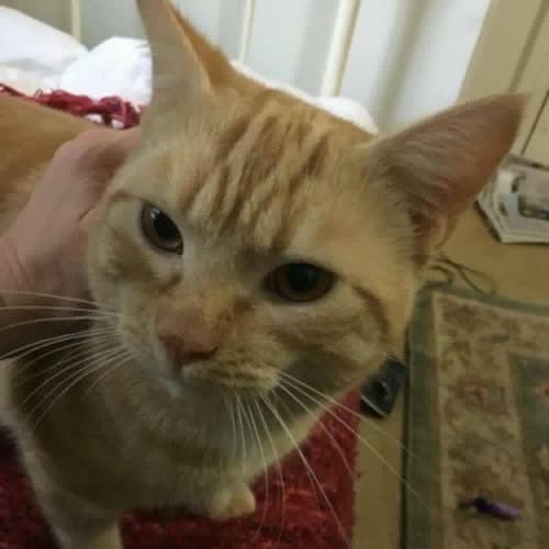 Oliver