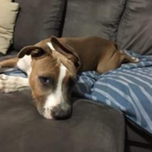 Brutus