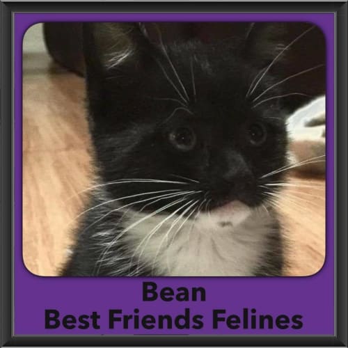 Bean