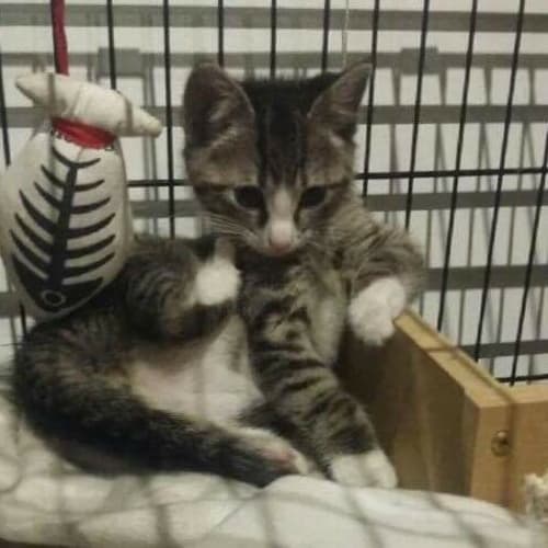 Andrea *•Adopt me•*