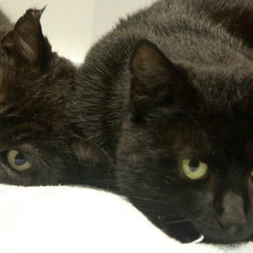 Soot (Located in Brunswick East)