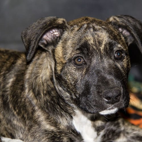 Montanna ~ Lab X Mastiff pup (on trial 20/11/16)