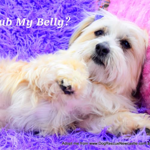 Neleh ~ Maltese x Shih Tzu (on trial 8/10/16))