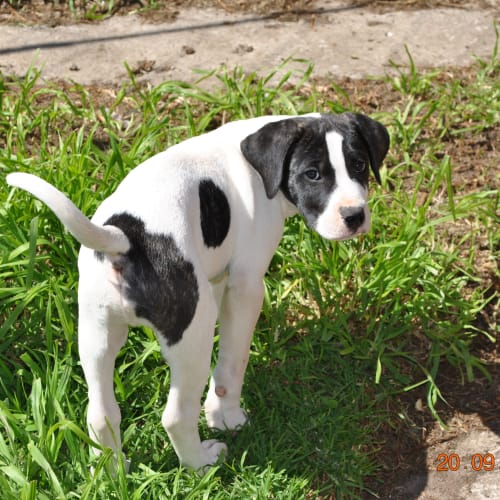 Pointer X pups