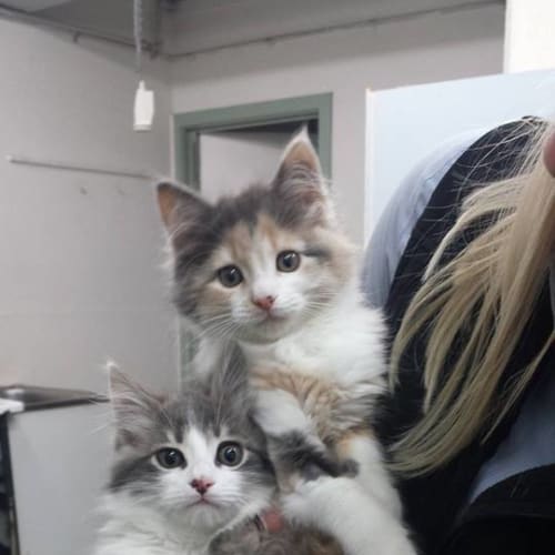 Hermione (Vets on Parker Templestowe)