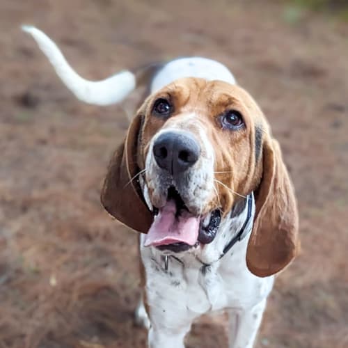Odin