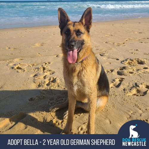 Bella - 2 Year Old German Shepherd (Trial)