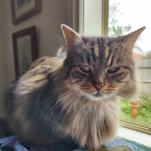 Daphne
