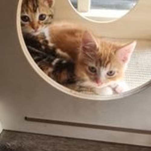 Pugsley**2nd Chance Cat Rescue**