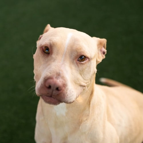 Honey(Impound number 368)