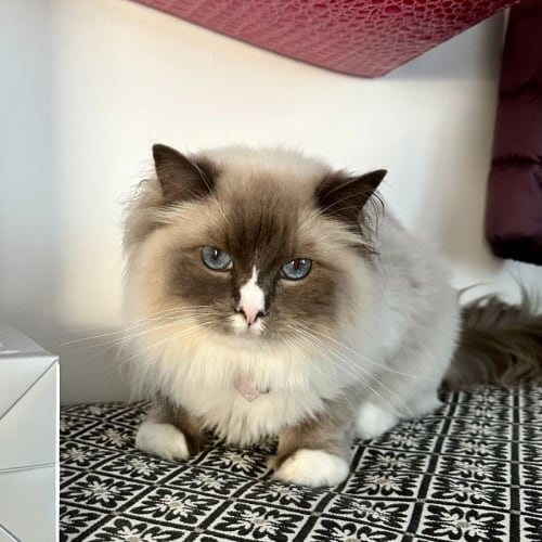 Zoe