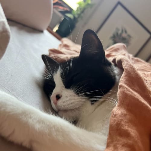 Zorro