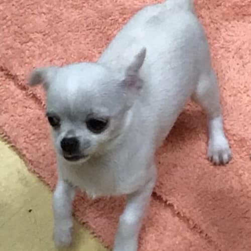 Daisy