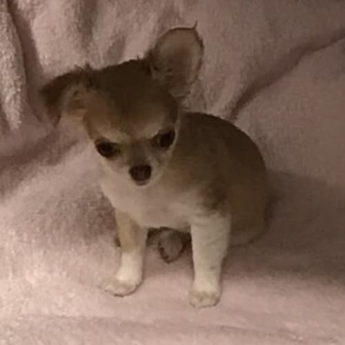 Lily 