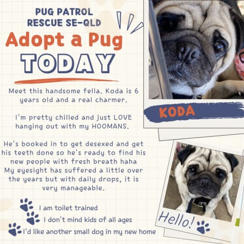 Koda the Pug