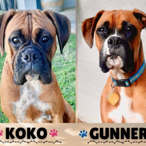 Koko and Gunner