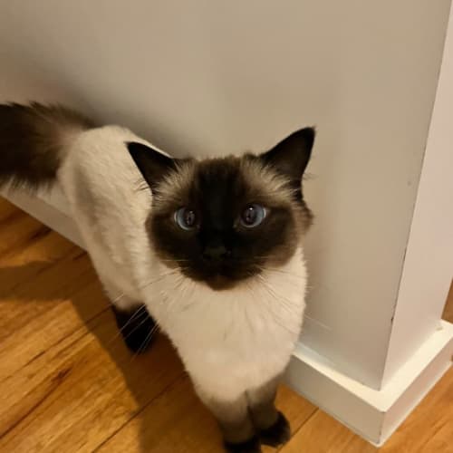 Coco