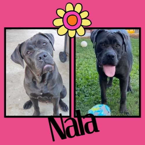 Nala