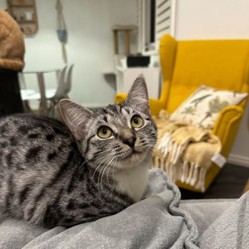 Zelda 