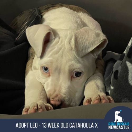Leo - 13 Week Old Catahoula X (Trial 2/9/23)