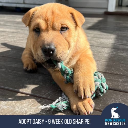 Daisy - 9 Week Old Shar Pei X (Trial)