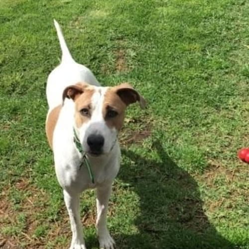 Kimba. cat, dog and child friendly