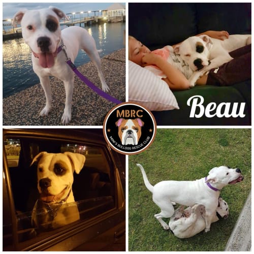 Beau