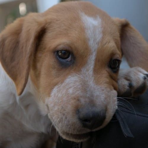 Daisy the adorable puppy