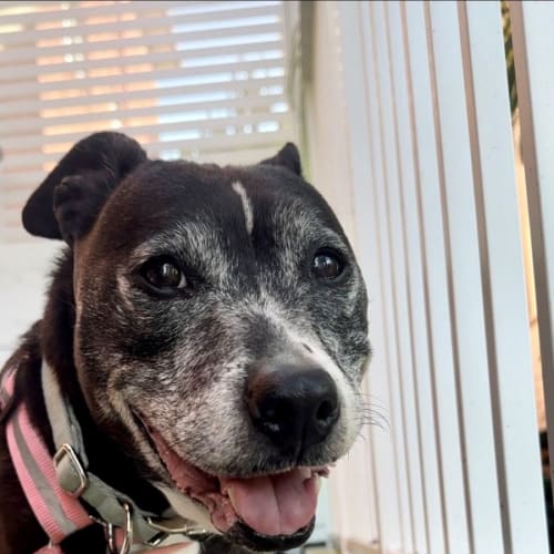 Marilyn - Senior Lady