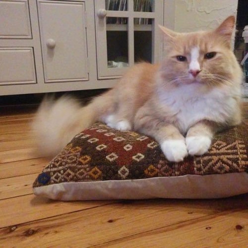 Ollie