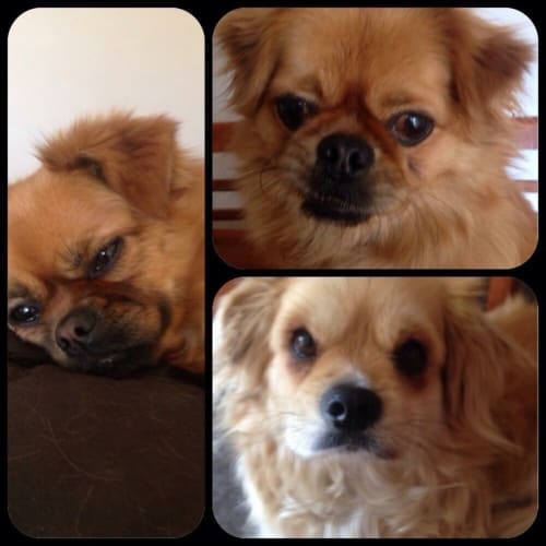No photo for Lulu ** An Adorable Little Girl **