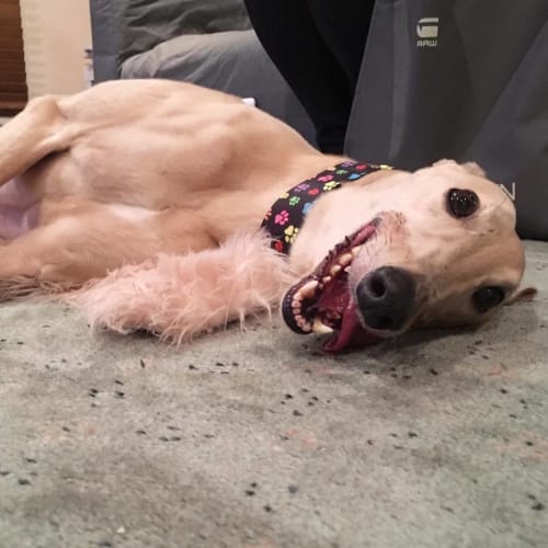 “Lacy”, Love & Laughter. Melbourne