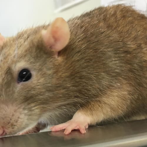 Splinter