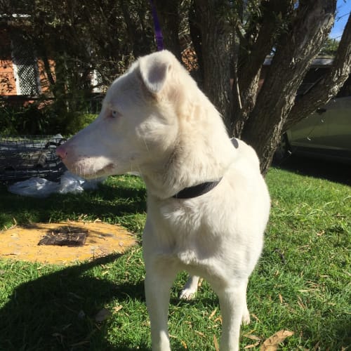 Coconut (Cat/Dog/Child Friendly)