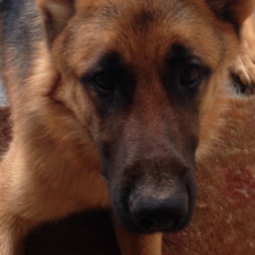 Diesel on hold pending adoption