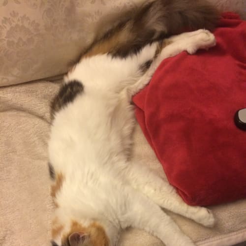 Lillianne
