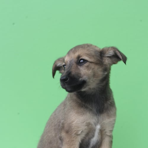Crystal (Squawks Pet Store)